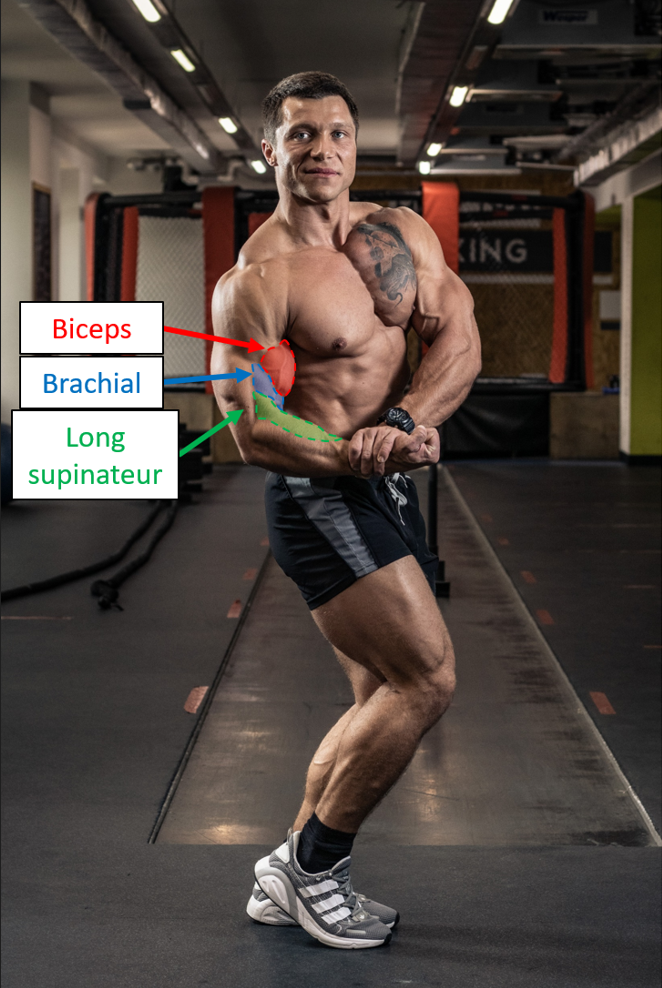 image illustration biceps